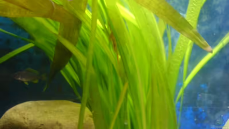 Vallisneria Gigantea  von t-time (6)