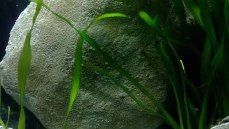 Vallisneria Gigantea Americana von Chris_R. (10)