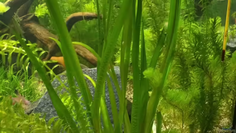 Vallisneria gigantea (Riesen Vallisnerie) von Andy1904 (3)