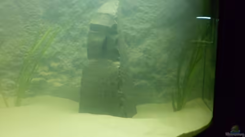 Vallisneria gigantea (Riesen Vallisnerie) von Julien Preuß (3)