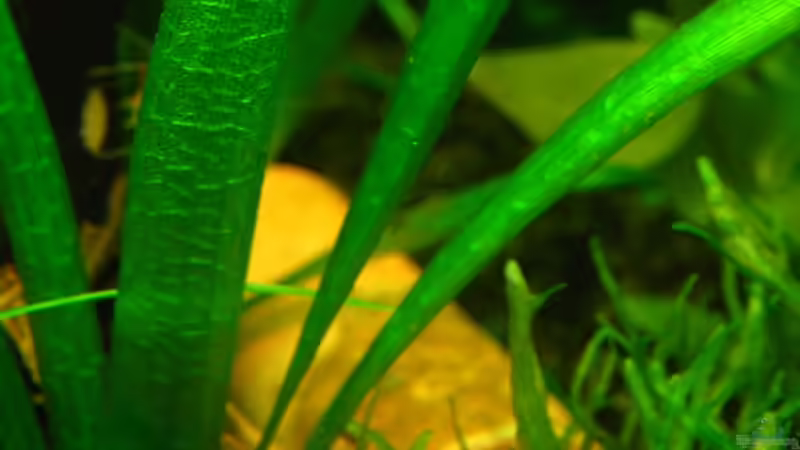 Vallisneria gigantea (Riesen Vallisnerie) von Niko Toumanidis (11)
