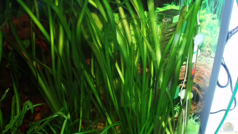 Vallisneria gigantea (riesen Wasserschraube) 20.12.09 von ~Marco~ (22)