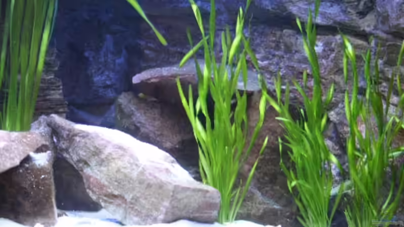 Vallisneria Gigantea und die Spiralis  Art(16.12.08) von Florian Bandhauer (22)