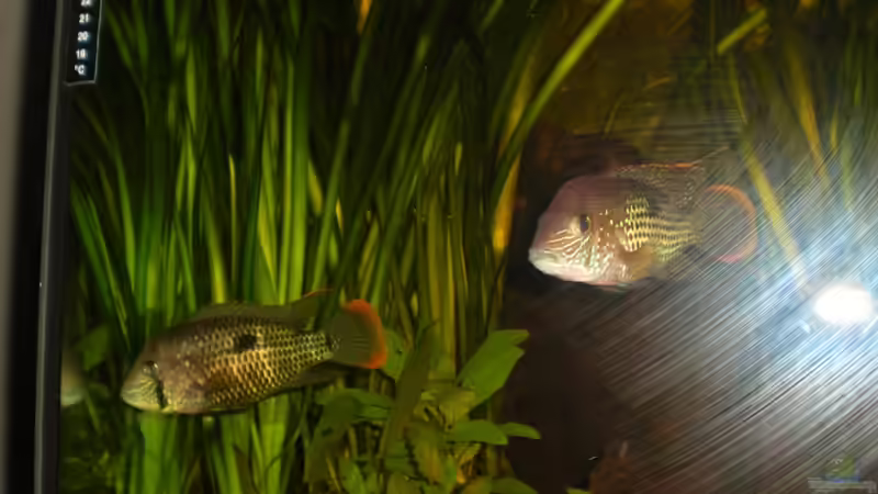 Vallisneria gigantea und unten Cryptocoryne wendtii von Stefan Kinter (8)