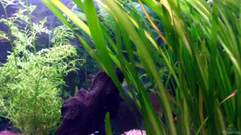 Vallisneria gigantea von &gt;&lt;(((°&gt; Jennyna &lt;°)))&gt;&lt; (4)