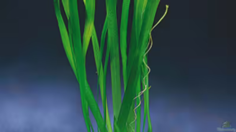 Vallisneria gigantea von Beat Affolter (6)