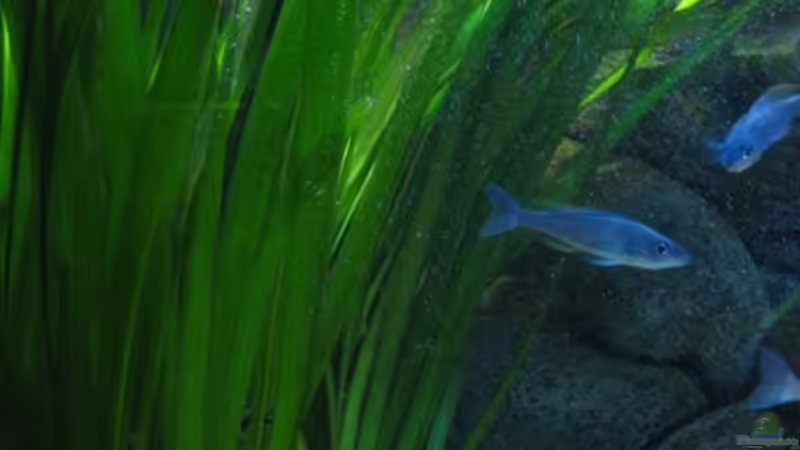 Vallisneria gigantea von Carsten Ziß (6)