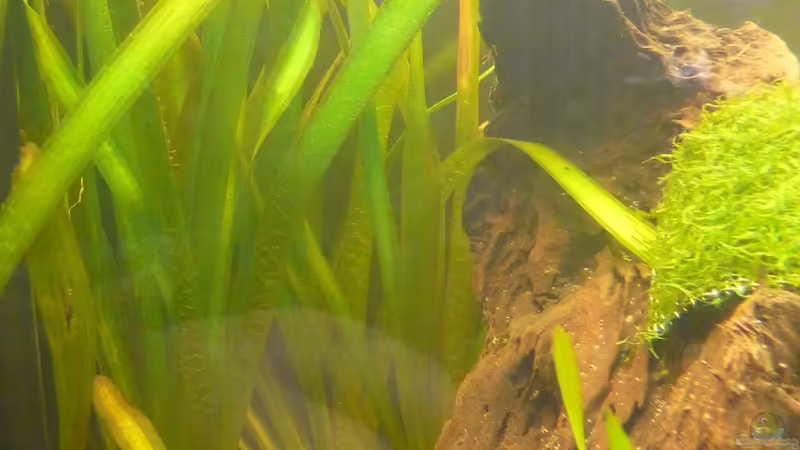 Vallisneria gigantea von Cpt Frischgemüse (6)