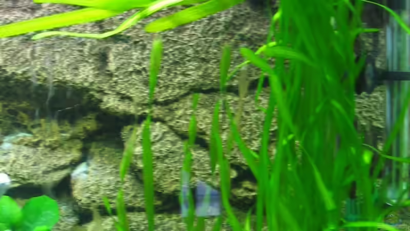 Vallisneria gigantea von Deutschmaschine (9)