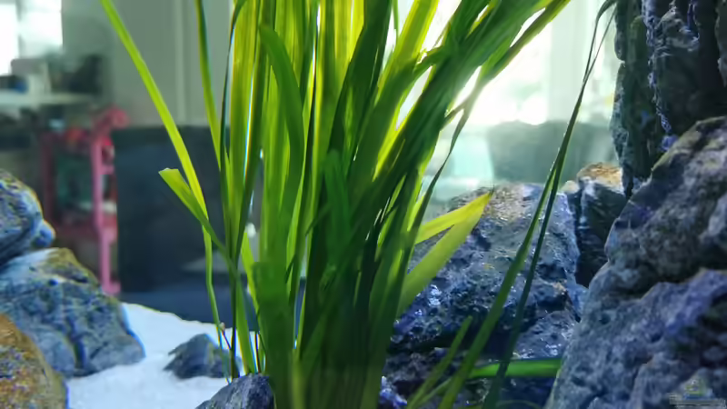 Vallisneria gigantea von Ezi13 (8)