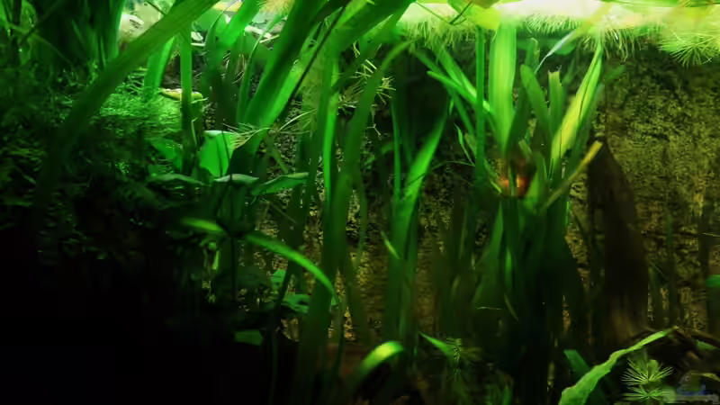 Vallisneria gigantea von Fischkopp83 (20)