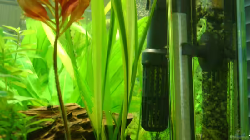 Vallisneria gigantea von Franz Wüest (9)