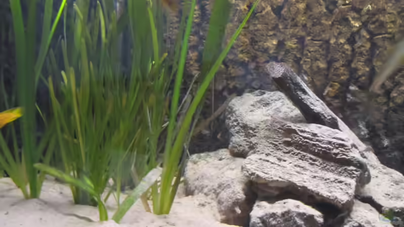 Vallisneria gigantea von Haens84 (15)