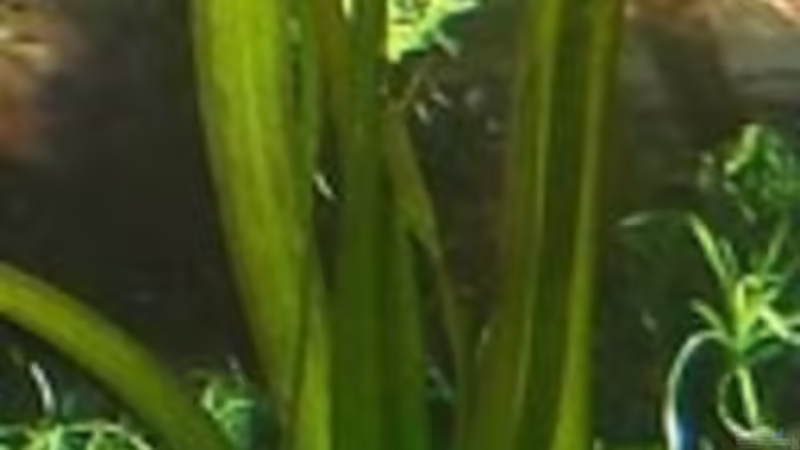 Vallisneria gigantea von Harald Charzinski (14)