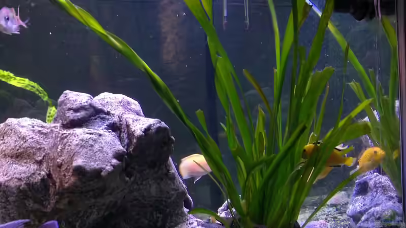 vallisneria gigantea von Irzzz (11)