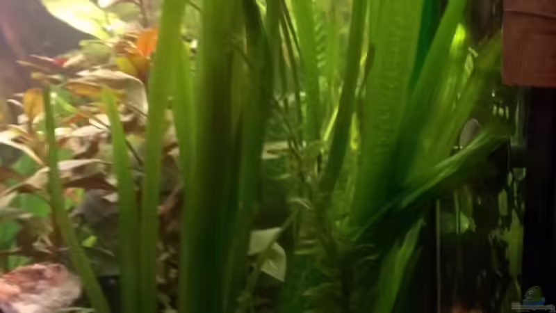 Vallisneria gigantea von Jan H. (13)