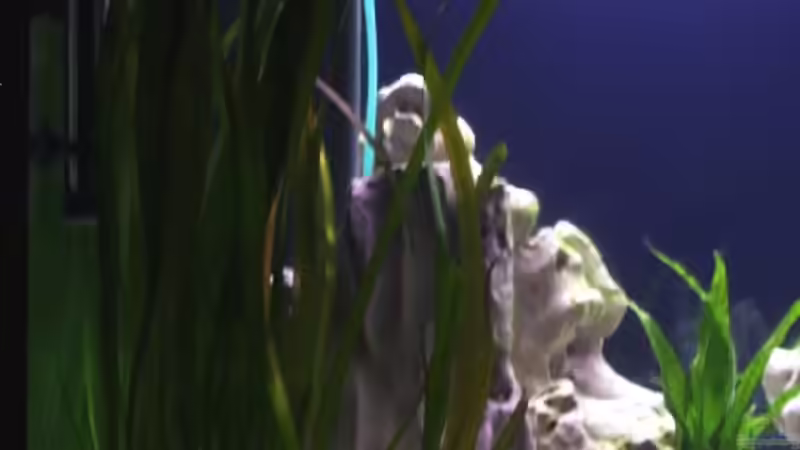 Vallisneria gigantea von Jürgen Stradner (7)