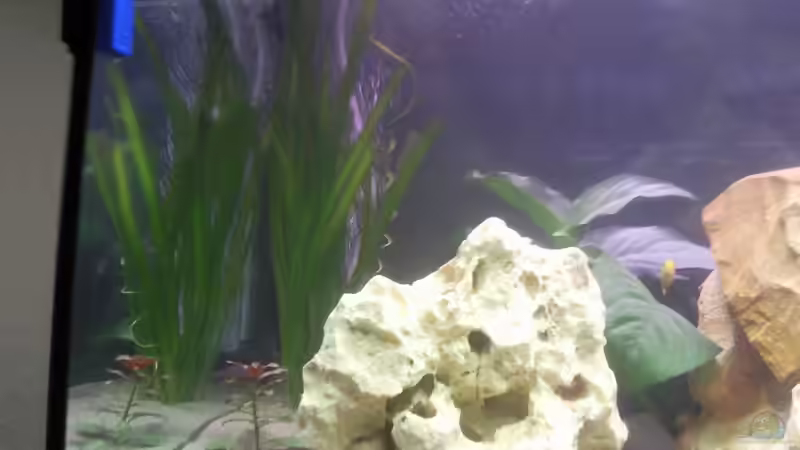 Vallisneria Gigantea von Martin Becker (3)