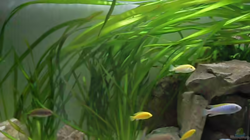 Vallisneria gigantea von Mats (24)