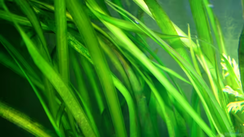 Vallisneria Gigantea von Microsash (20)