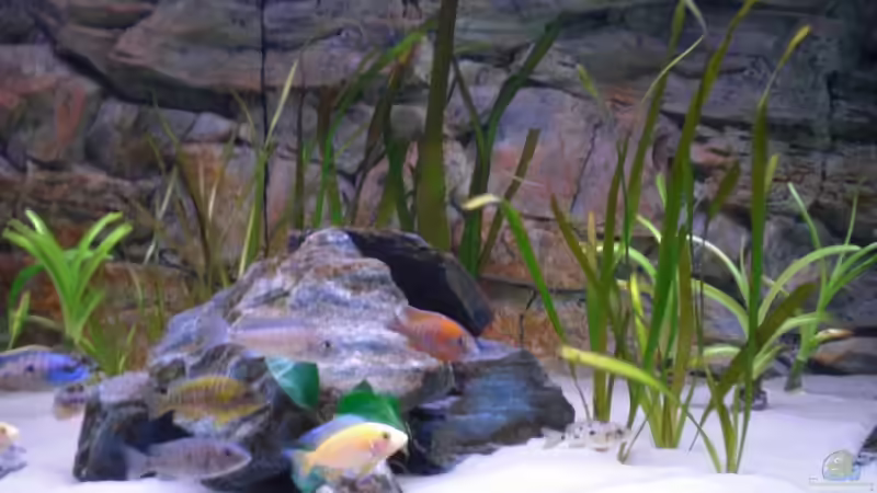 vallisneria gigantea von pennywise (13)