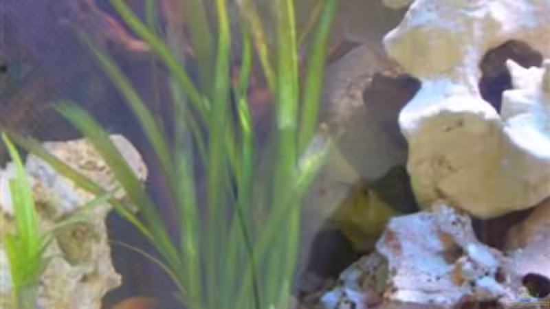 Vallisneria Gigantea von Peters Laden (18)