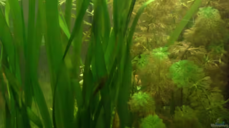 Vallisneria gigantea von Rainbowfan (8)