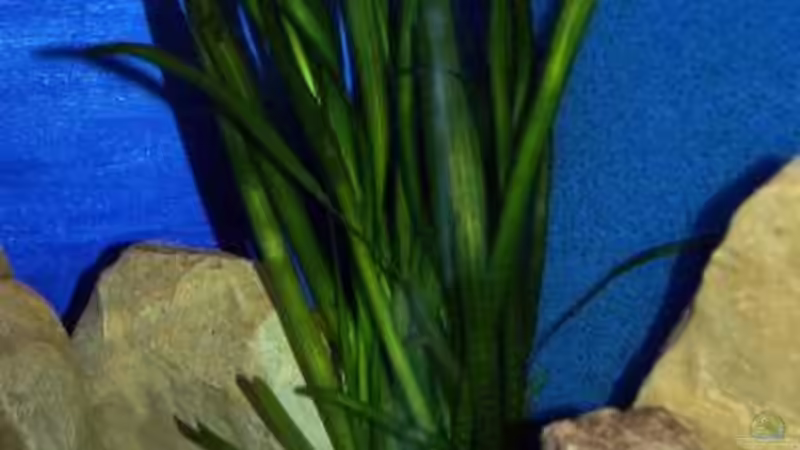 Vallisneria gigantea von Rainer König (5)