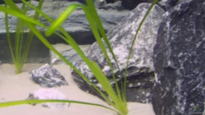 Vallisneria gigantea von rolli174 (10)