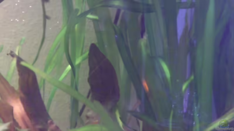 Vallisneria Gigantea von Skalarfreak (3)