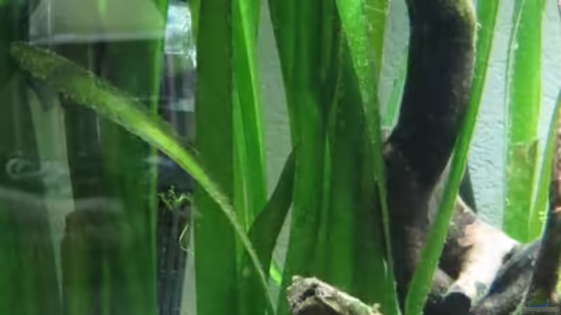 Vallisneria gigantea von Skalarjoe (13)