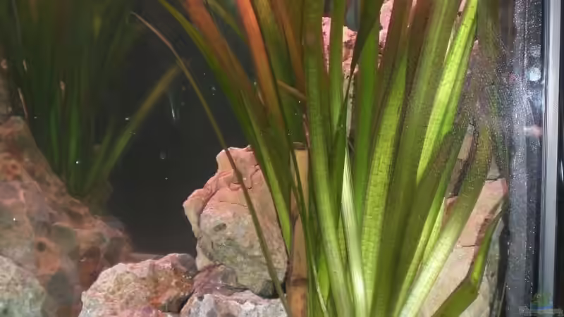 Vallisneria Gigantea von Sven Seidel (4)