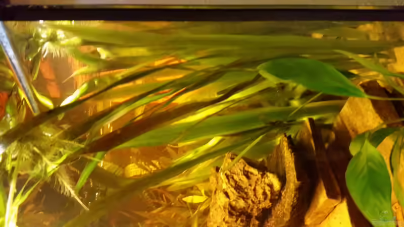 Vallisneria Gigantea von SvenDerGroße (15)