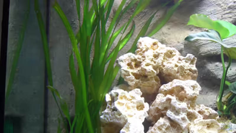 Vallisneria giganthea von Markus Hütte (8)