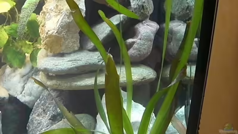 vallisneria gigantos von maggo 28 (10)