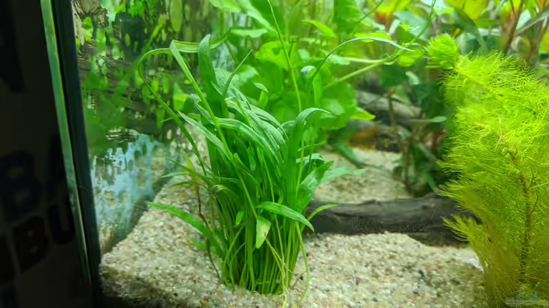 Vallisneria? (Hilfe wäre nett) 11.06.2020 von Ameisenalex (29)
