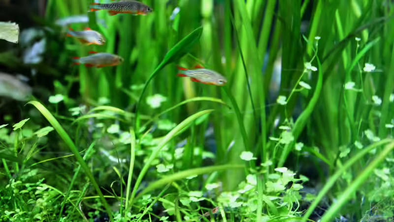 Vallisneria nana + Hydrocotyle tripartia von die Perle... (21)