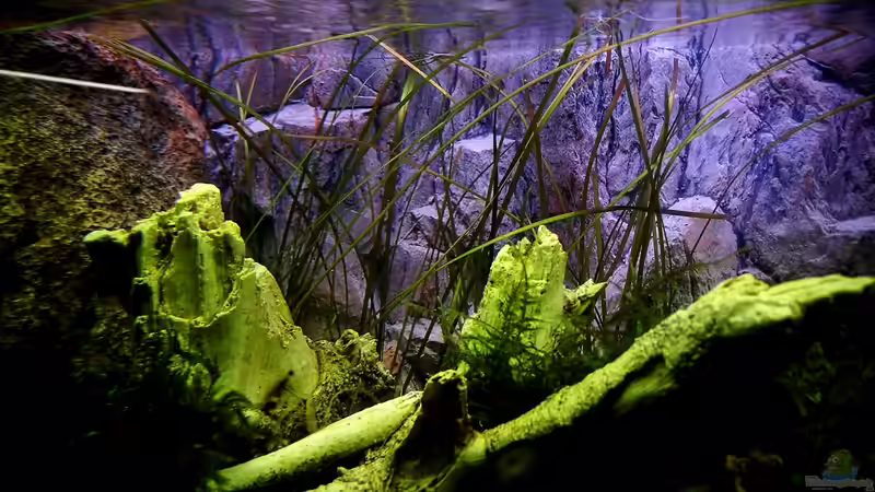 VALLiSNERIA nana - Schmalblättrige Vallisnerie von snooze (22)