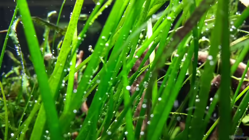 Vallisneria nana 17.02.2018 von C-NA (27)