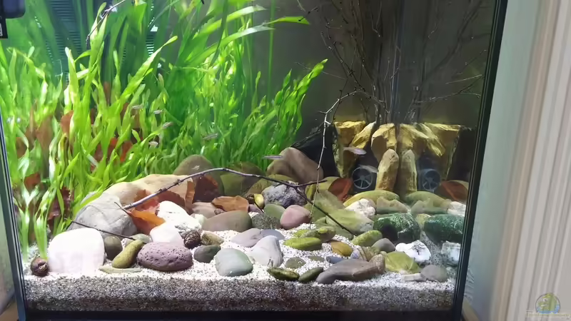 Vallisneria nana im Aquarium pflanzen (Einrichtungsbeispiele für Grasartige Sumpfschraube)