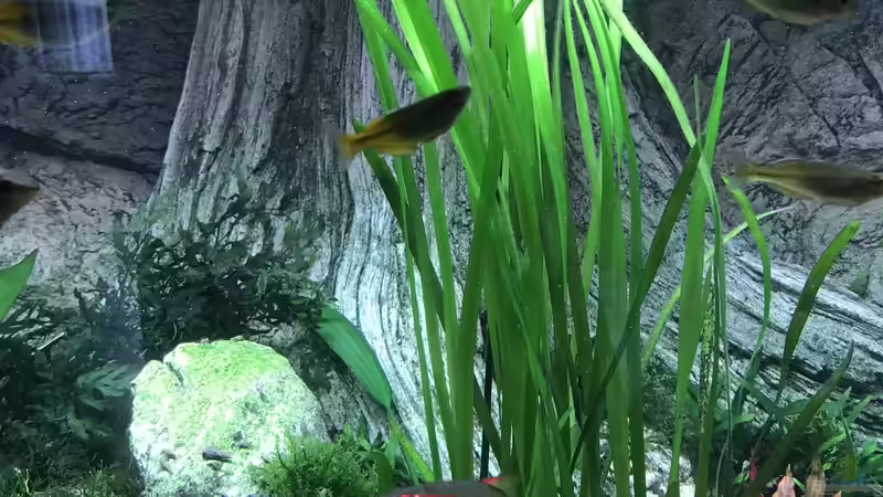 Vallisneria nana von Acero (18)