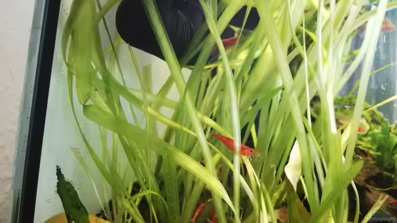 Vallisneria Nana von martini_g (4)