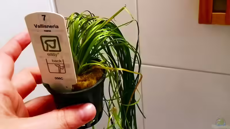 Vallisneria nana von Sarah_Schneider (17)