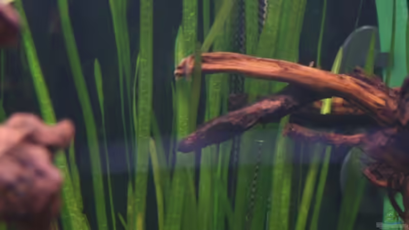 Vallisneria nana von StefanE. (9)