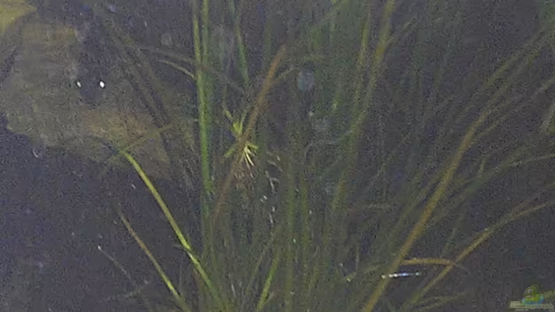 Vallisneria Nana von Tobi L. (16)