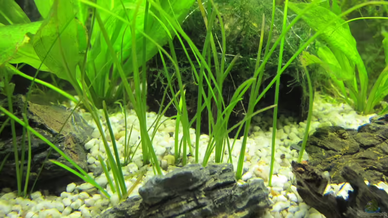 Vallisneria Natans von Locke1992 (9)