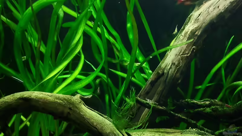 Vallisneria rubra von *fly_high* (9)