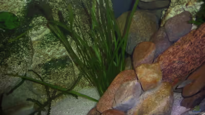 Vallisneria spialis von Rene Kandler (7)