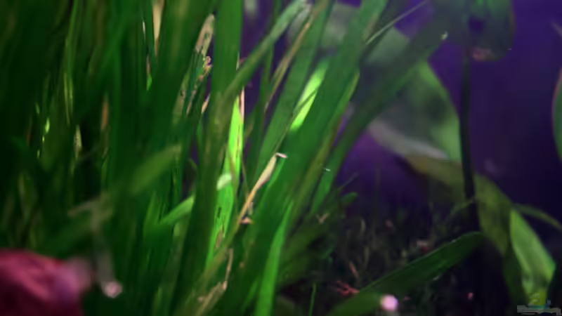 Vallisneria spiralis - sieht nach 2 Monaten irgendwie gar nicht mehr so toll aus... von vixen (13)