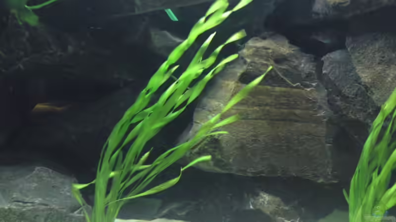 Vallisneria spiralis   von Master S2308 (5)